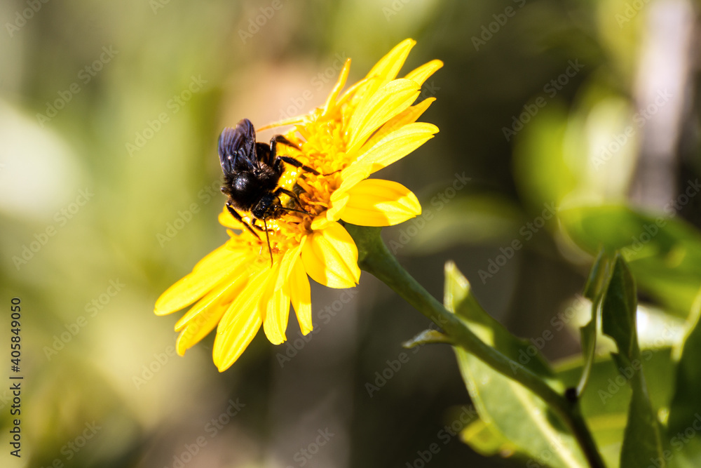 Bumblebee taking pollen from a yellow wildflower Bumblebee taking pollen from a yellow wildflower