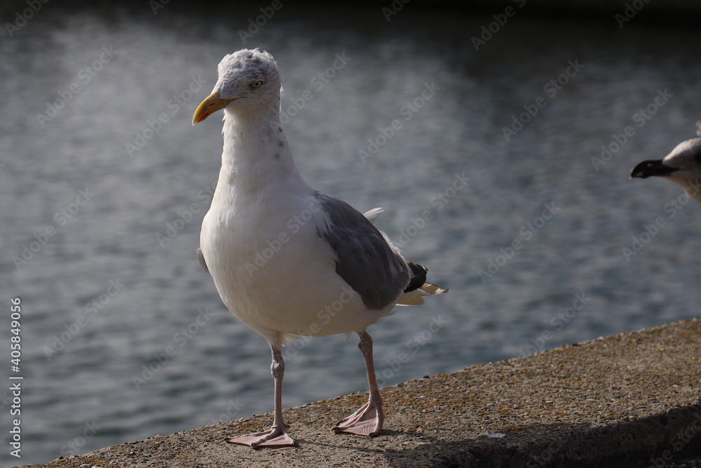 seagull on the beach seagull on the beach