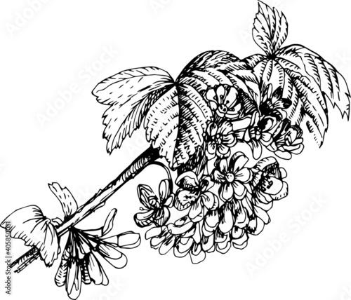 
Set graphic with flowers and berries. Drawn illustration separately on a white background. Blackberries, currants, leaves, branches, flowers. Print, textile, wallpaper, paper, vintage, retro.
