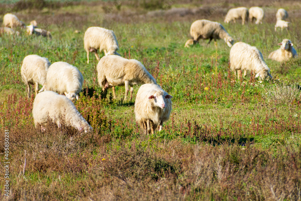 Obraz premium sheep in the field