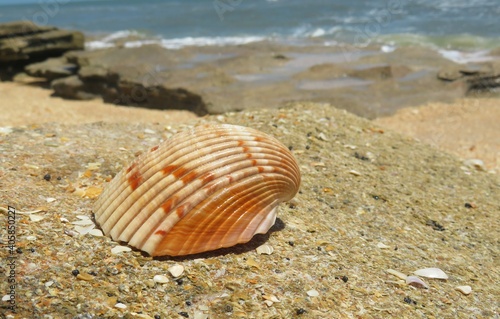 Beautiful seashell on the beach in Atlantic coast of North Florida © natalya2015