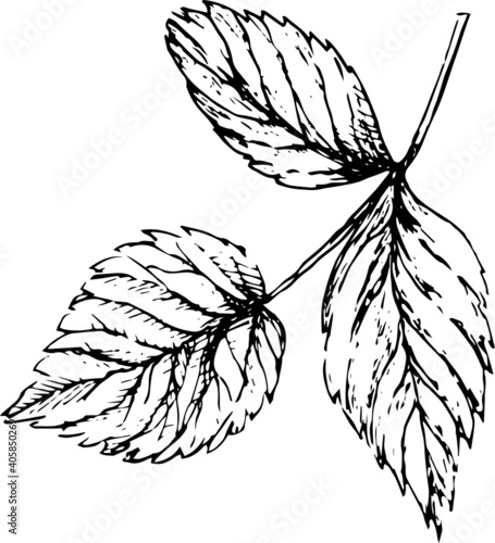 
Set graphic with flowers and berries. Drawn illustration separately on a white background. Blackberries, currants, leaves, branches, flowers. Print, textile, wallpaper, paper, vintage, retro.

