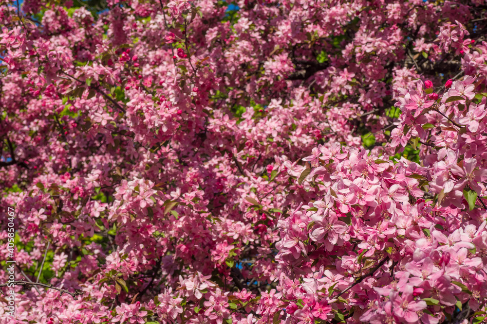 Tree exploding with pink blossoms in Ottawa Park during spring time