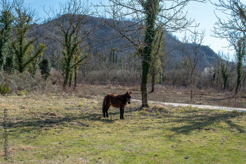 Fototapeta Naklejka Na Ścianę i Meble -  Tzoumerka, Epirus, Greece - March 10, 2019: Horse under the sun