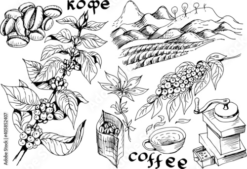 Coffee, plant, drink. Cappuccino, ristretto, breakfast. Graphic hand-drawn illustration. Print, textile, vector. Separate elements on a white background.
