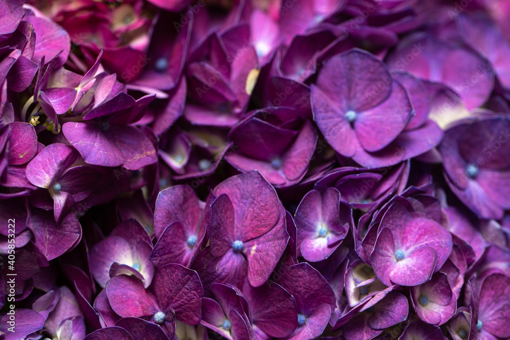 Hydrangea flower close up photo Hydrangea flower close up photo