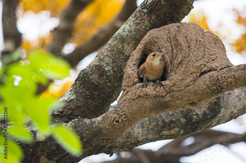 A bird sits in it's mud nest on a tree branch looking out