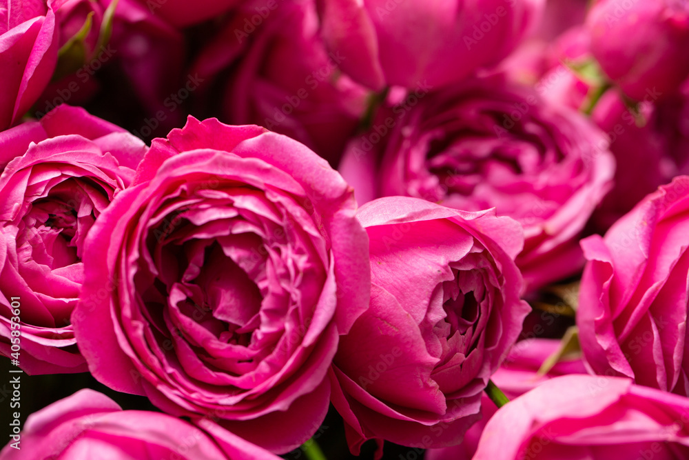 Beautiful fresh roses for special occasion Beautiful fresh roses for special occasion