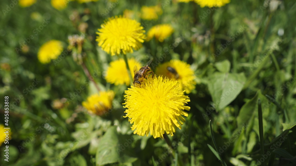 Löwenzahn im Frühling mit Biene Löwenzahn im Frühling mit Biene