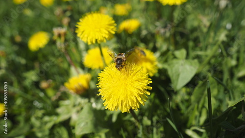 L  wenzahn im Fr  hling mit Biene