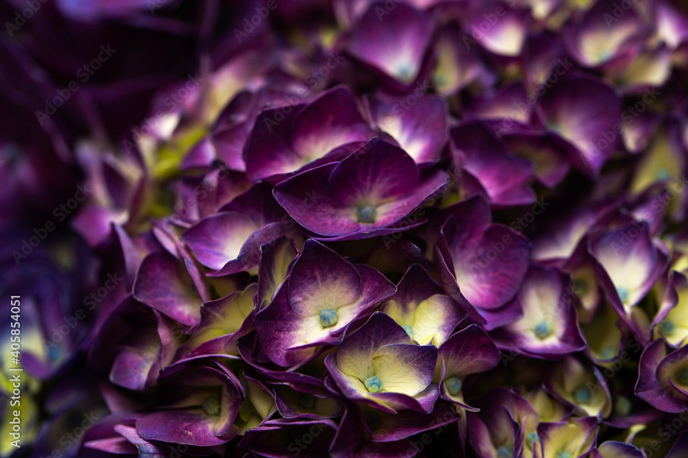 Hydrangea flower close up photo Hydrangea flower close up photo