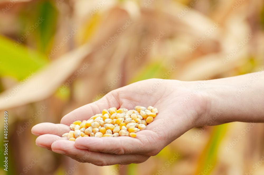 Naklejka premium Handful of corn kernels in farmer hands on field background evening sunset time