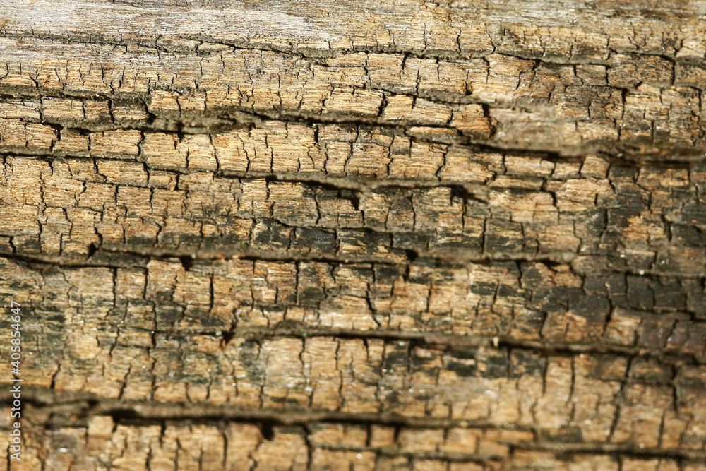 Wooden Bark Texture Background , close up Wooden Bark Texture Background , close up