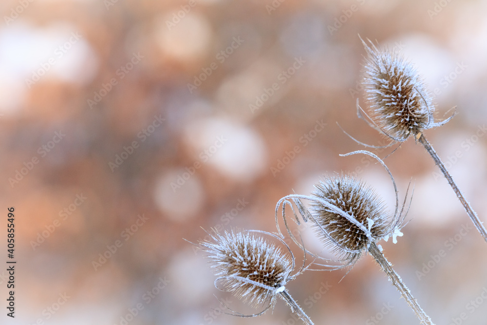 Obraz premium Close up of a thistle in the winter, nice bokeh