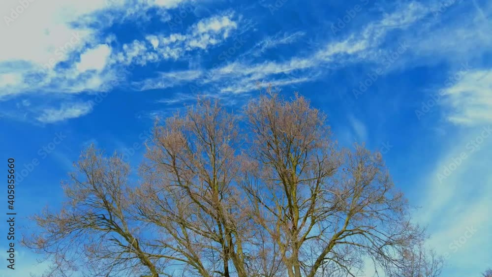 Tree in winter and sky with clouds in a time lapse view. Navarre, Spain, Europe. Tree in winter and sky with clouds in a time lapse view. Navarre, Spain, Europe.