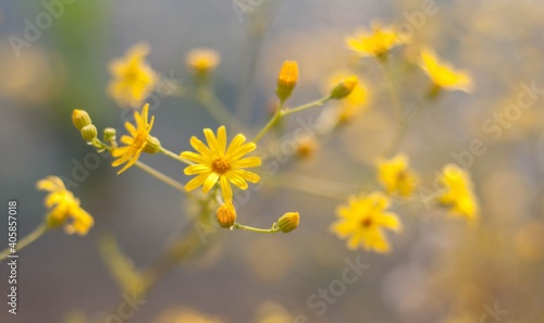 yellow flowers of the sky