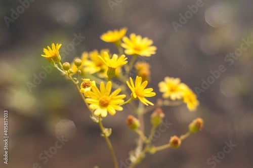 yellow flowers of the sun