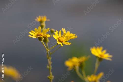 yellow flower in the garden