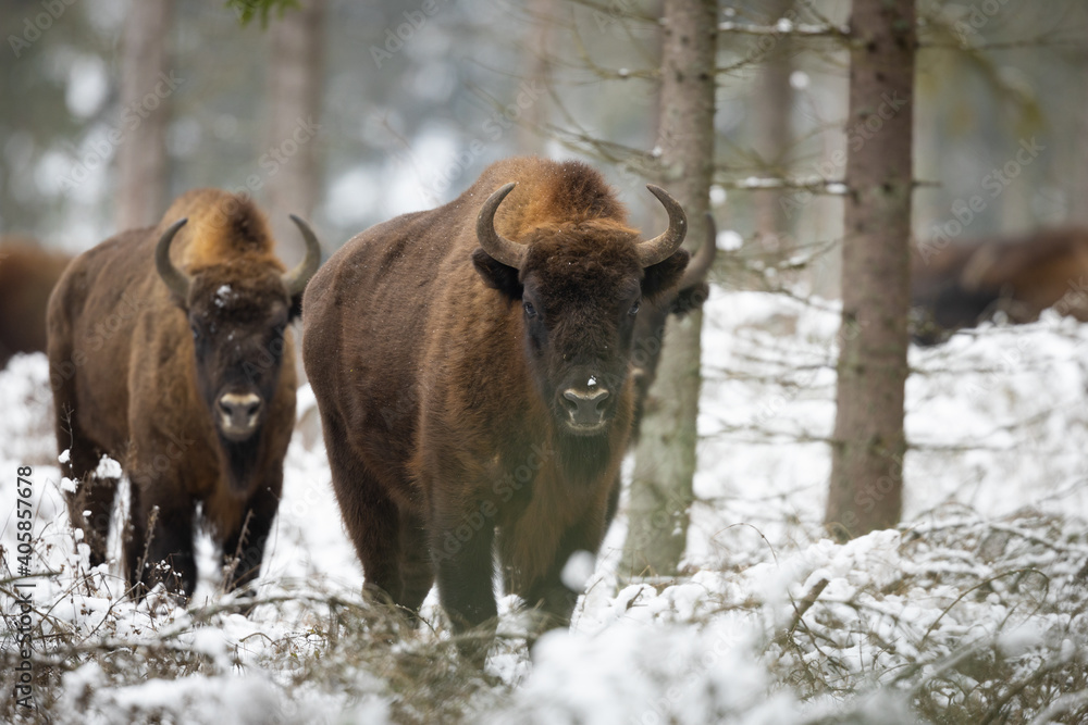 European bison - Bison bonasus in the winter Knyszyn Forest European bison - Bison bonasus in the winter Knyszyn Forest