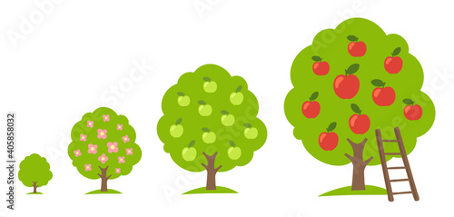 Set of apple fruit tree growing process. Orchard garden harvest. Development stage. Ripening period vector infographic.