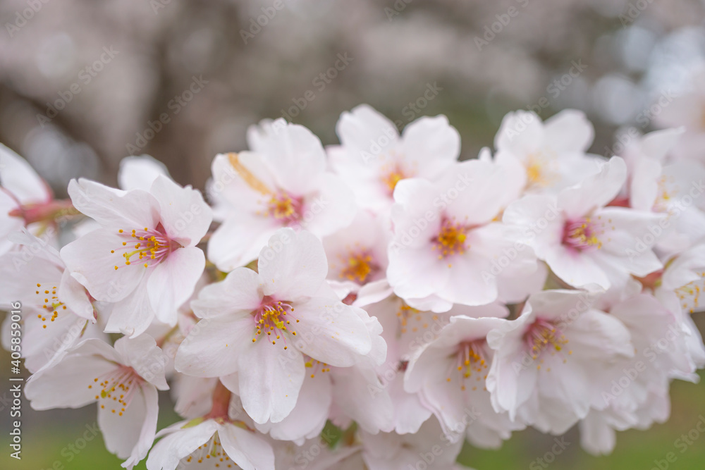 公園の桜の花のアップ
