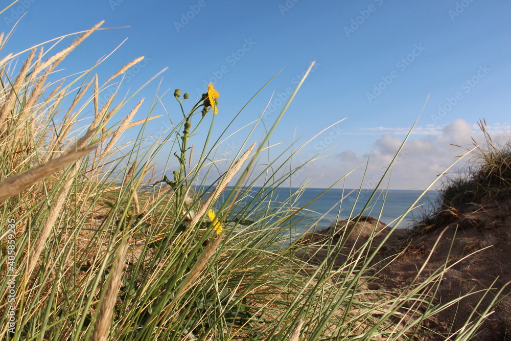 Blumenpracht Nordsee Blumenpracht Nordsee