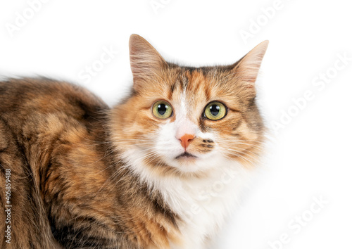 Fotografie Cat with asymmetric face markings, front view closeup