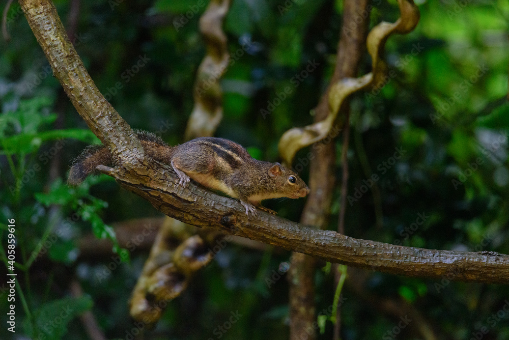 Pallas's squirrel, Callosciurus erythraeus, hunts for food Pallas's squirrel, Callosciurus erythraeus, hunts for food