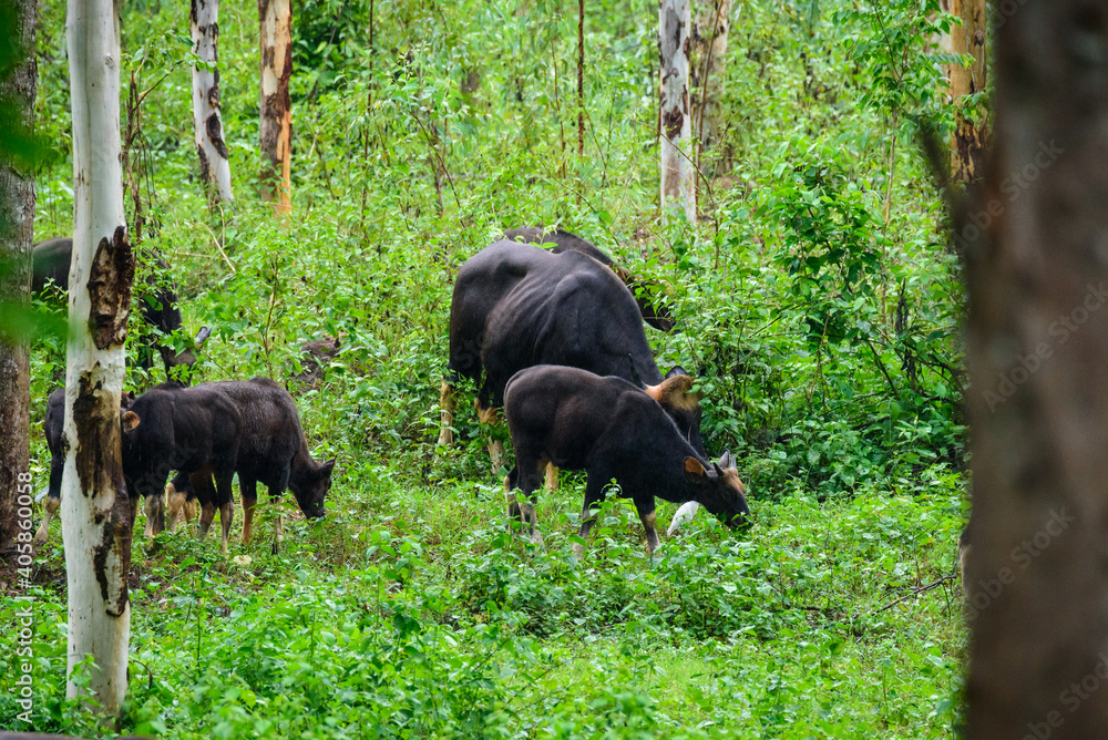 Gaur, Indian bison in the nature.. Gaur, Indian bison in the nature..