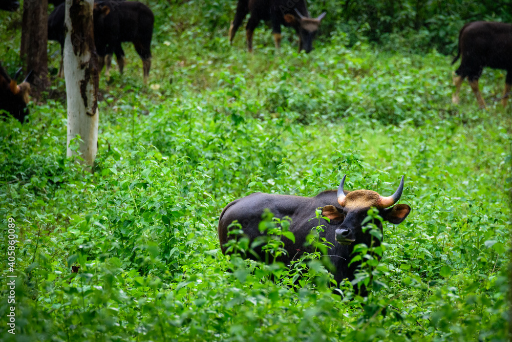 Gaur, Indian bison in the nature.. Gaur, Indian bison in the nature..