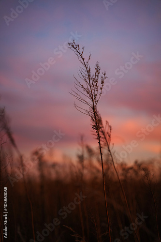Sunset over prairie grasses. Beautiful sky casts colors across the tall weeds in grain field © Jordan