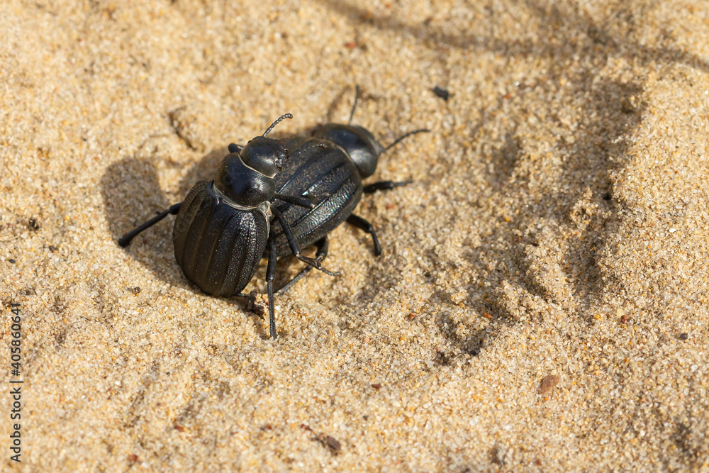 Pimelia costata, copulation of beetles on the sand Pimelia costata, copulation of beetles on the sand