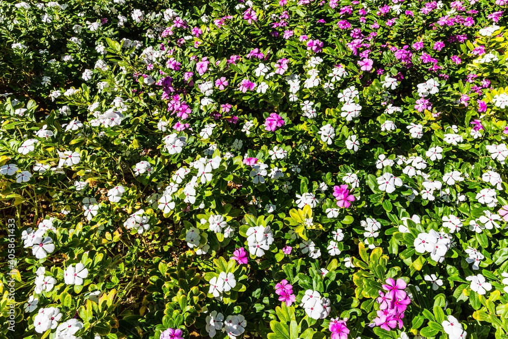 background of colored bright flowers background of colored bright flowers