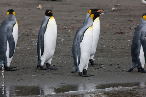 South Georgia group of king penguins close up on a sunny winter day
