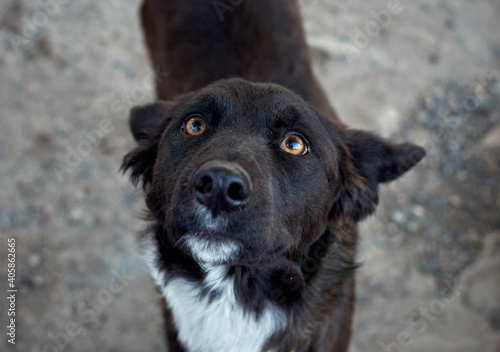Shot of a cute half-breed black dog
