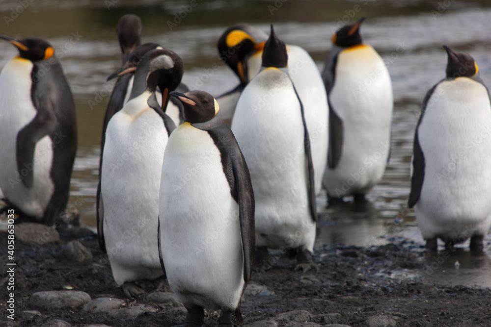 Fototapeta premium South Georgia group of king penguins close up on a sunny winter day