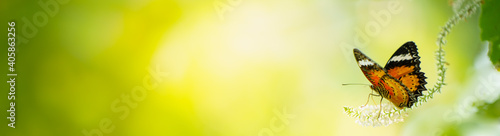 Canvas Print Nature of butterfly and flower in garden using as background butterflies day cov