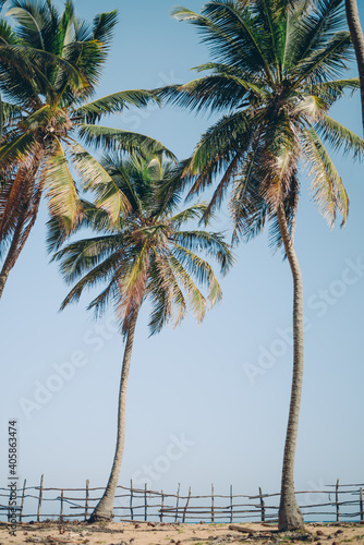 Three palm trees against a background of blue sky and a fence in the tropical island of Domincan. Macao beach photo