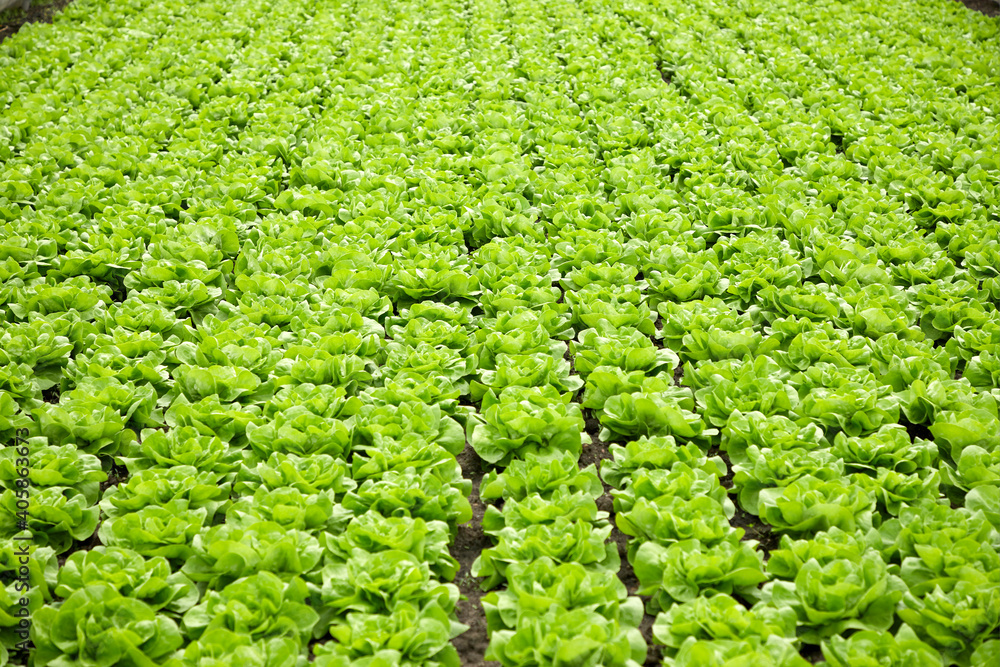viele häuptel grüner blattsalat in reihen