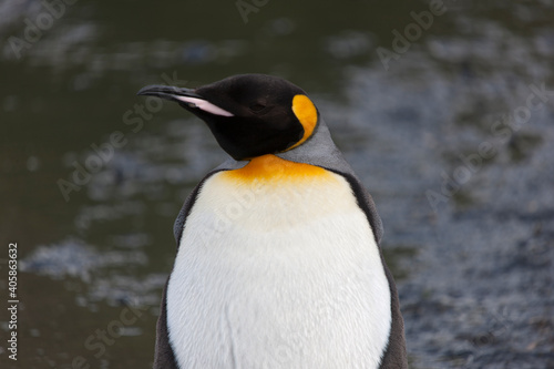 South Georgia portrait of a royal penguin close up on a sunny winter day