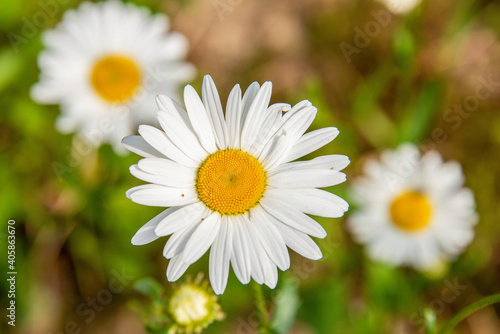 daisy in the garden