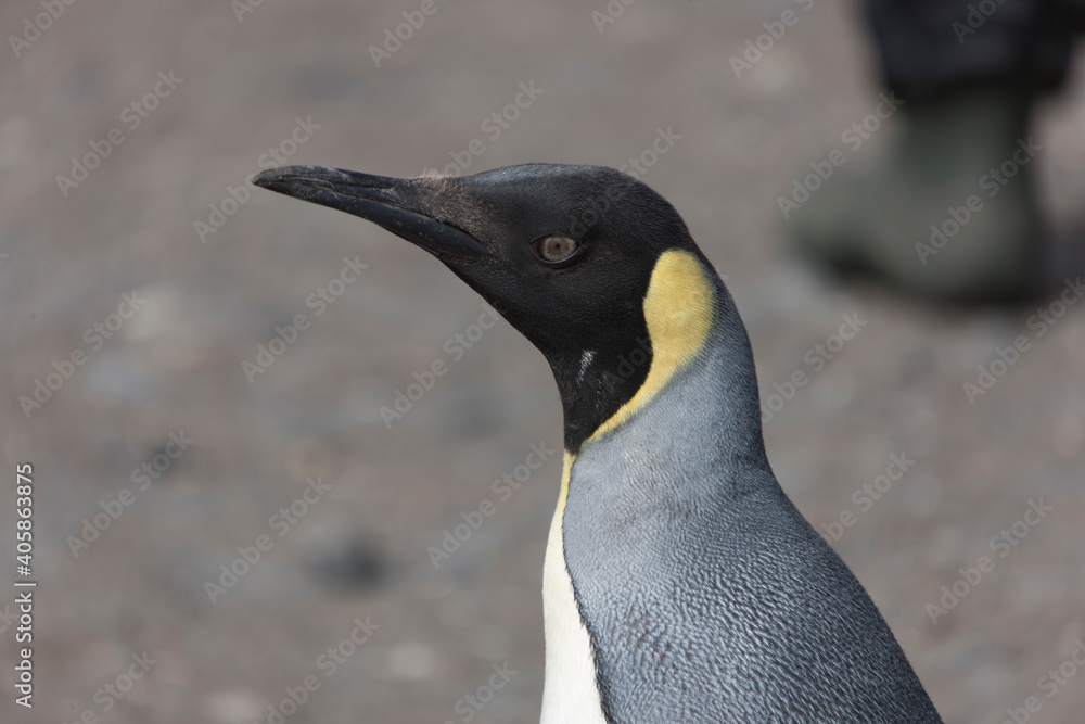 Naklejka premium South Georgia portrait of a royal penguin close up on a sunny winter day