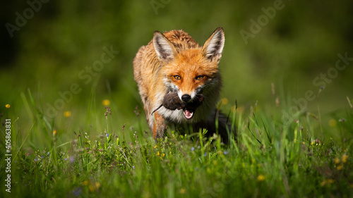 Red fox, vulpes vulpes, with mouse in mouth on glade on summer sunlight. Orange preadtor feeding on sunny grassland from fornt. Wild mammal hunting vole on meadow with copy space.