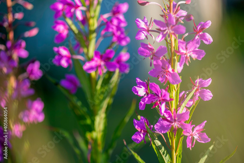 flowers in the garden