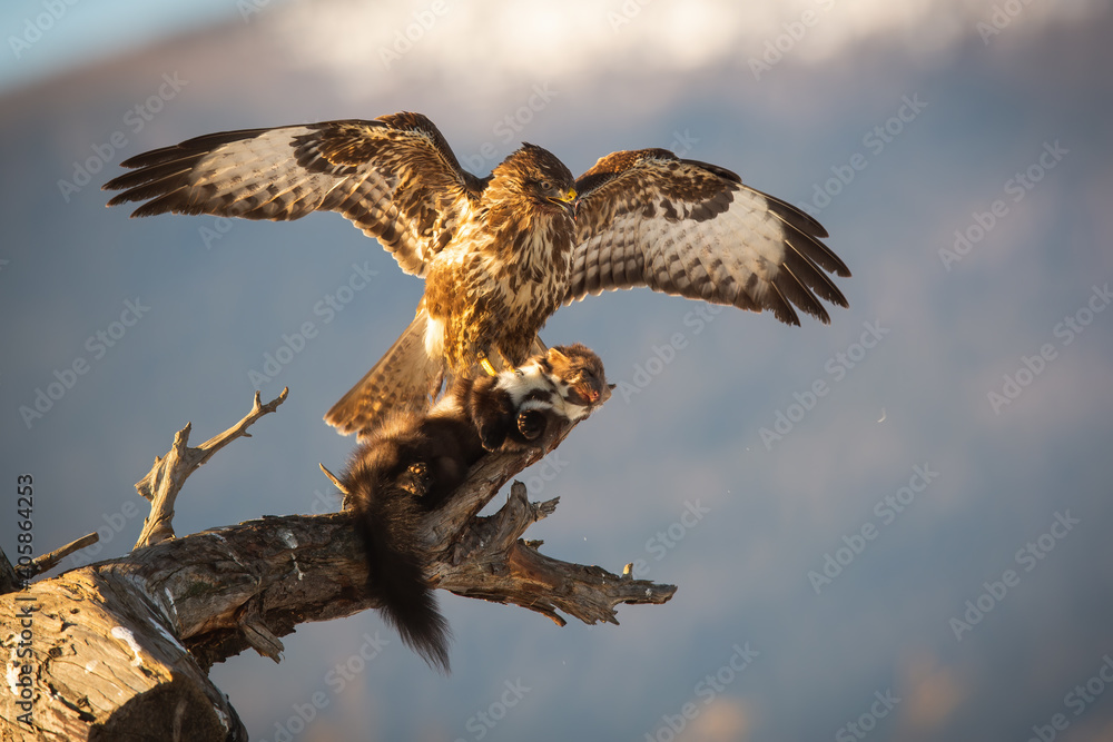 Obraz premium Majestic common buzzard, buteo buteo, landing on branch with a kill of marten in claws. Strong bird of prey hunting mammal predator in winter at sunrise. Animal wildlife in wilderness.