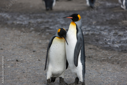 South Georgia group of king penguins close up on a sunny winter day