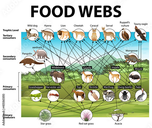Education poster of biology for food webs diagram