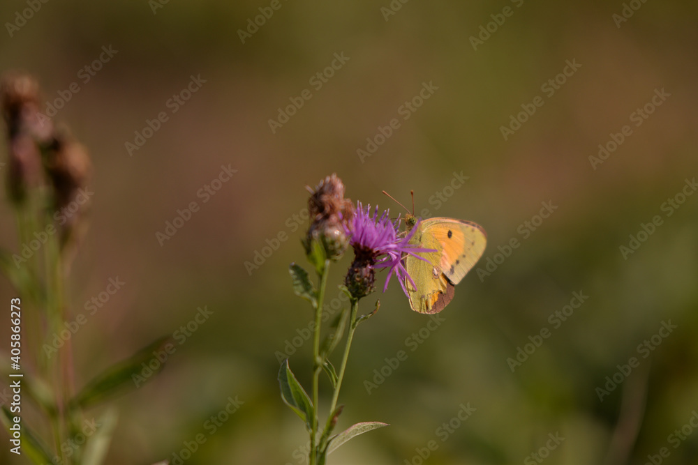 a butterfly with orange wings and black dots sitting on a purple flower in the sunlight during summer period a butterfly with orange wings and black dots sitting on a purple flower in the sunlight during summer period