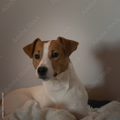 jack russell terrier © Wojciech