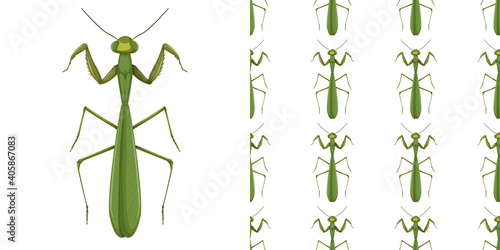 Mantis insect and seamless background